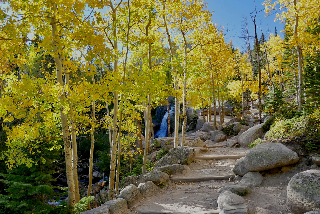 Trail to Alberta Falls, with water flowing in the falls. Aspen with  leaves of gold line the trail.