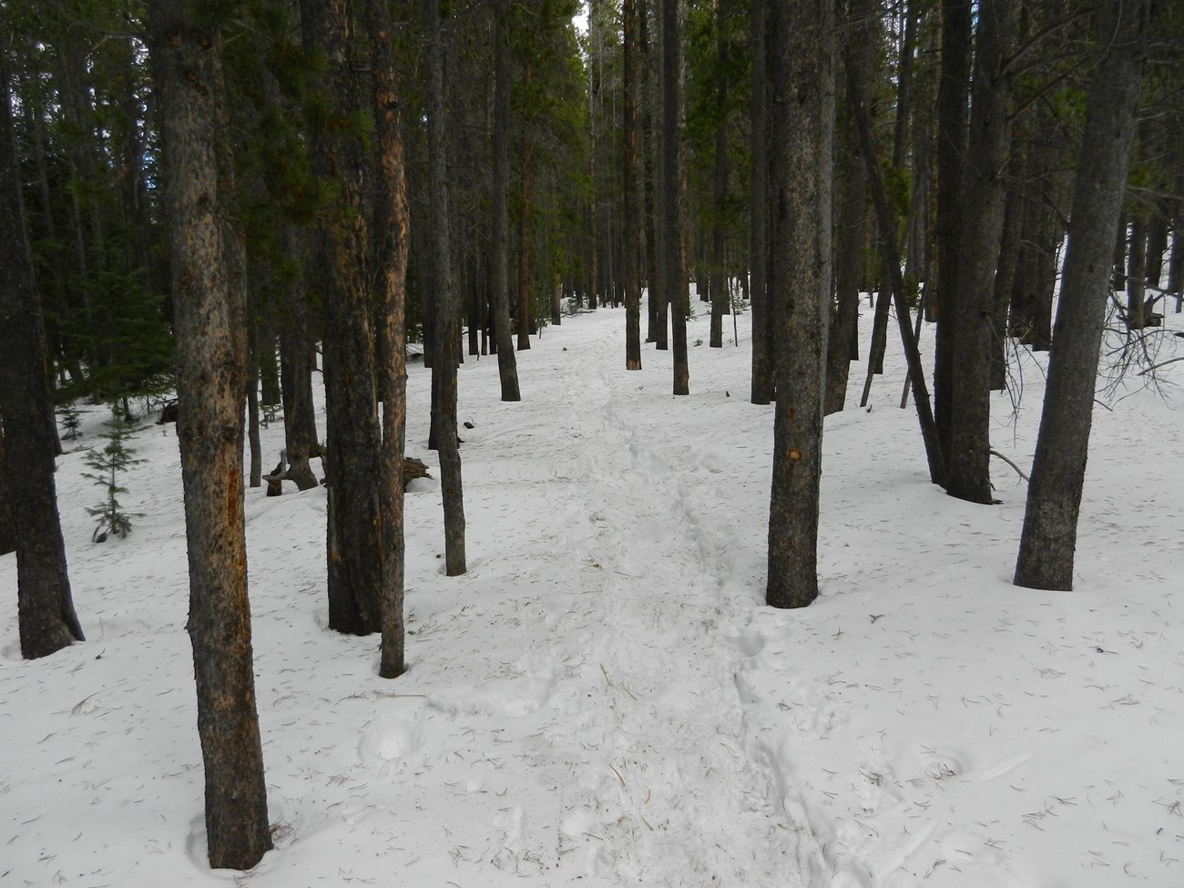 Bierstadt Loop Trail in December