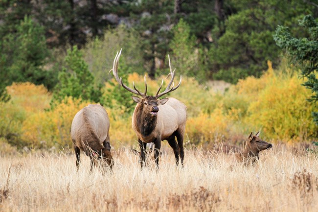 Bull Elk with two cow elk in a meadow
