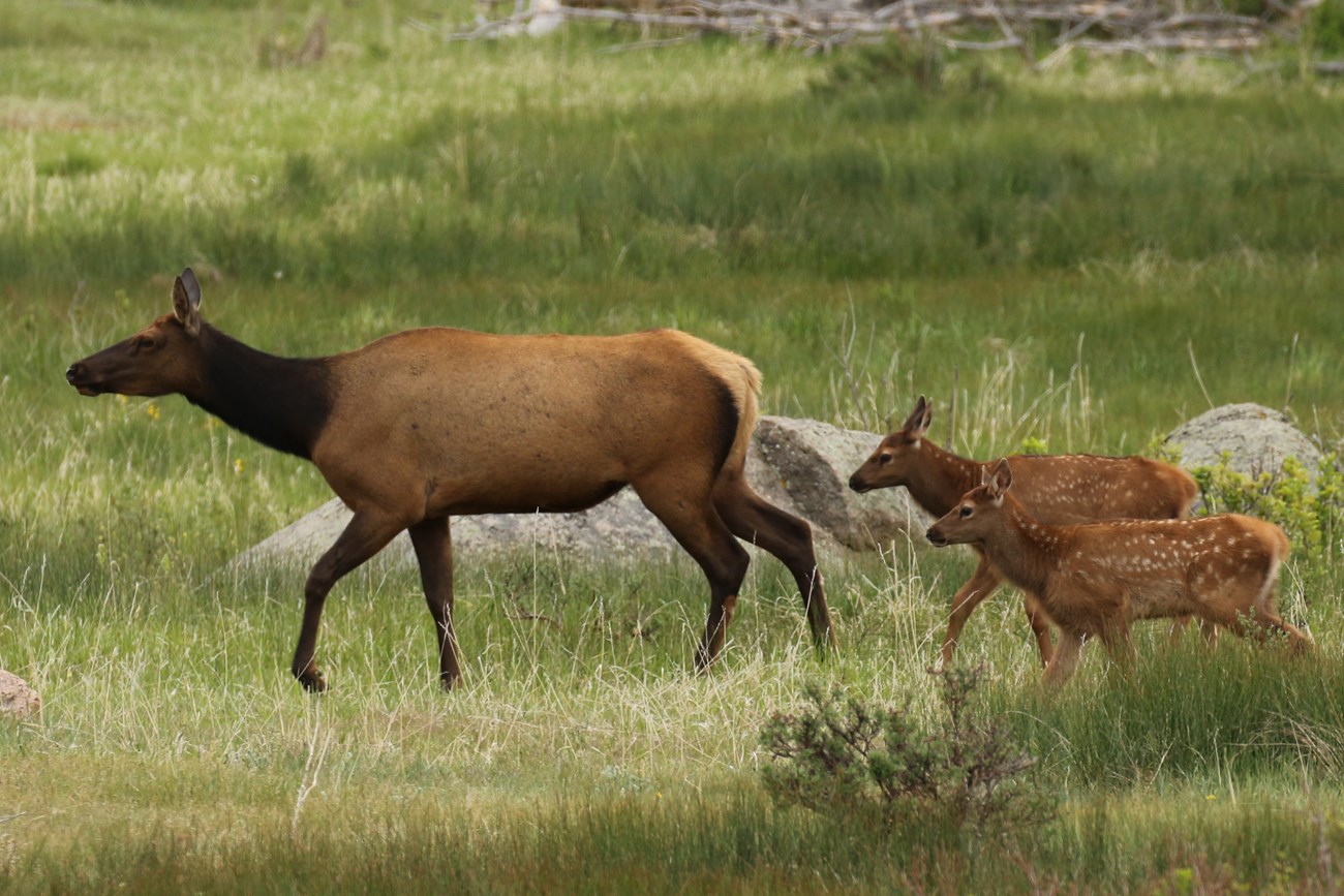 Elk cow with two calves running in a meadow