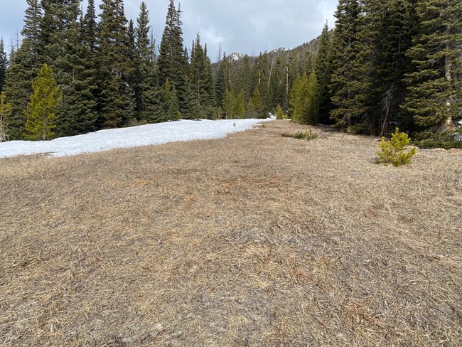 Avalanche Beacon Training Hill with no snow cover