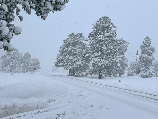 A park road is covered with a thick layer of new snow