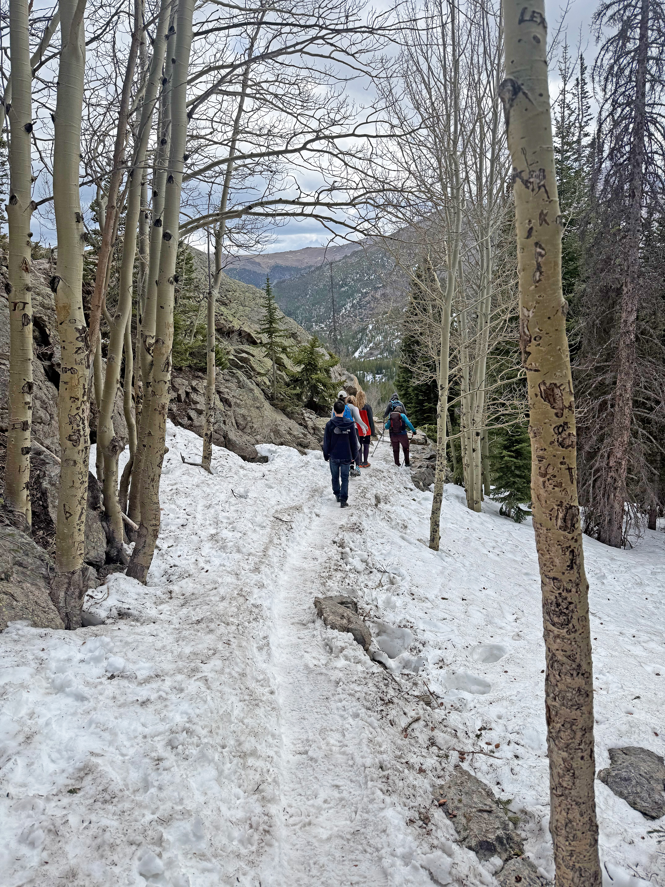 A group of five people are walking on a snow-covered trail, lined with aspen trees.