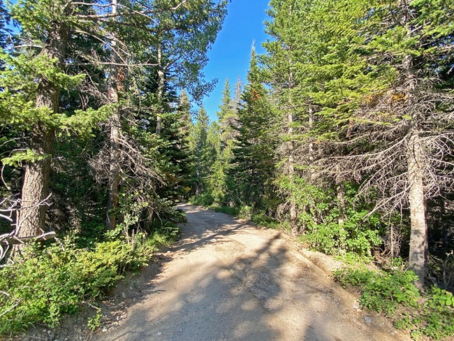 Wild Basin Road with Ruts_July 2024