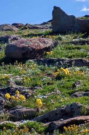 Fragile alpine wildflowers cover the tundra.