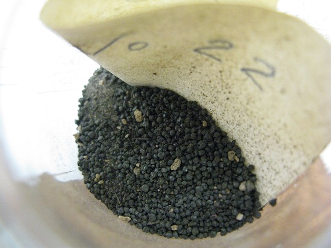 Chenopodium seed pods inside white container