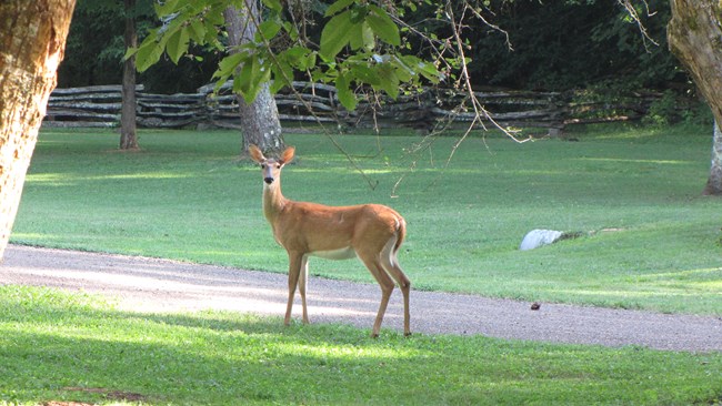 White-tailed deer standing in the field