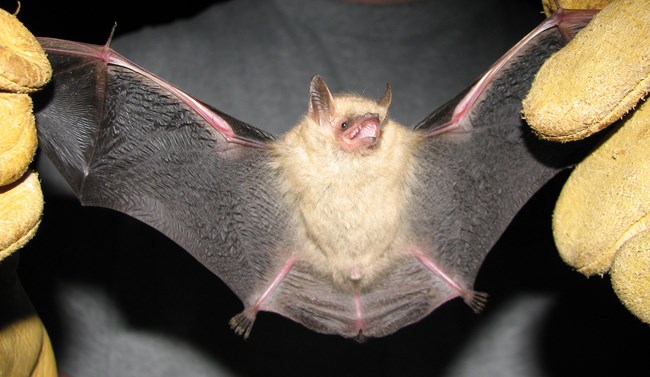 Researcher holding a tri-colored bat