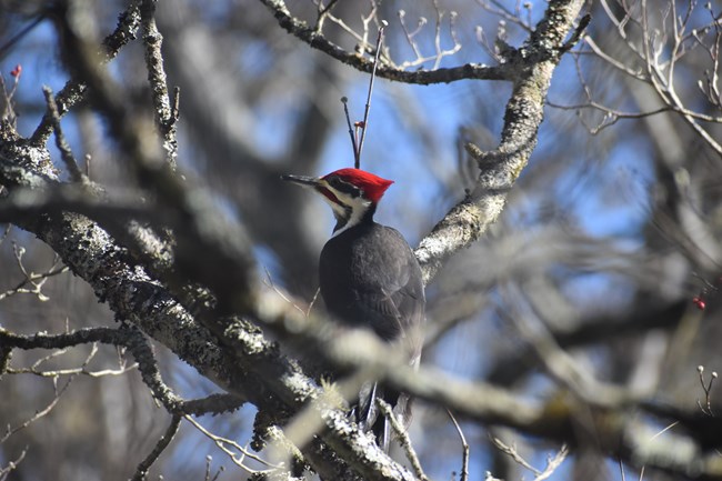 Pileated woodpecker sitting on a branch