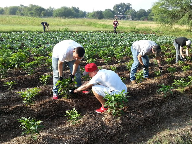Food Bank volunteers work in rows of vegetables at the farm.