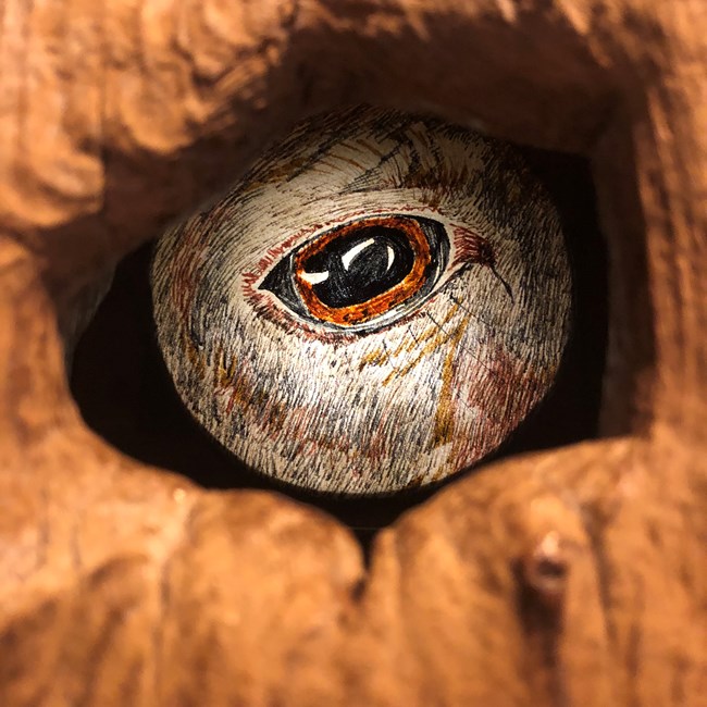 Print of an animal's eye in the granary door.