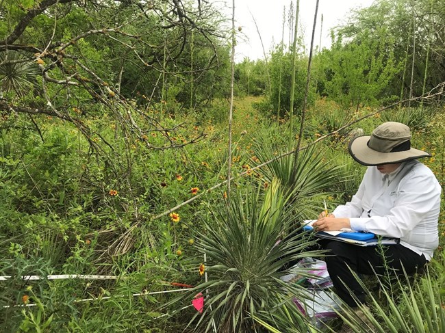 A seated person writing on a clipboard, surrounded by yucca, wildflowers and shrubs