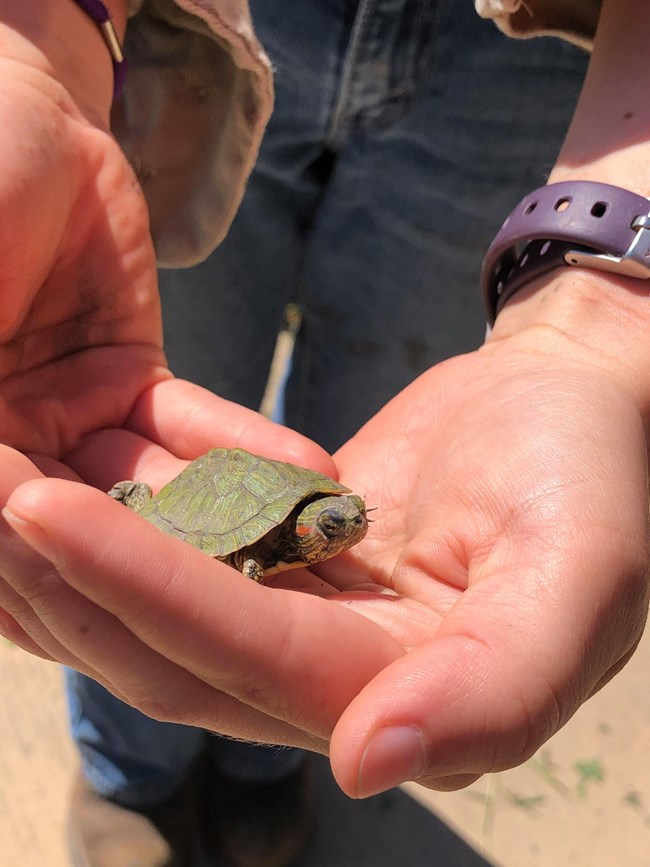 Baby Turtle