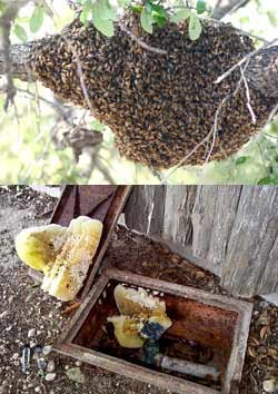 Images of a bee swarm and remnant of a hive