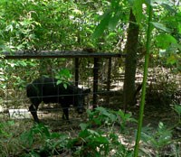 Feral hog in live trap