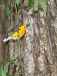 A small yellow songbird sits in a tree.