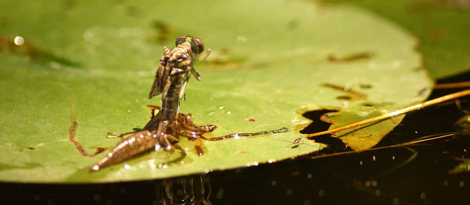 A dragonfly emerges on a lily pad.