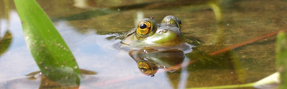 A pair of frog eyes and a frog nose at the water's surface casts reflections off the water.