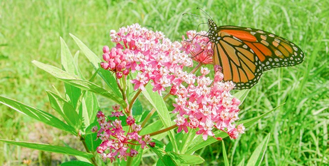 An orange monarch butterfly sits on a pink milkweed flower.