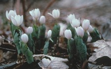 White petaled flowers protected by a rounded green leaf emerge in early spring