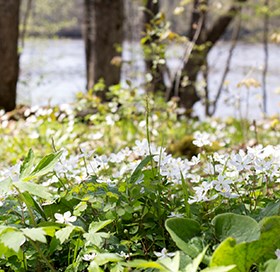 White flowers bloom in abundance near a river.