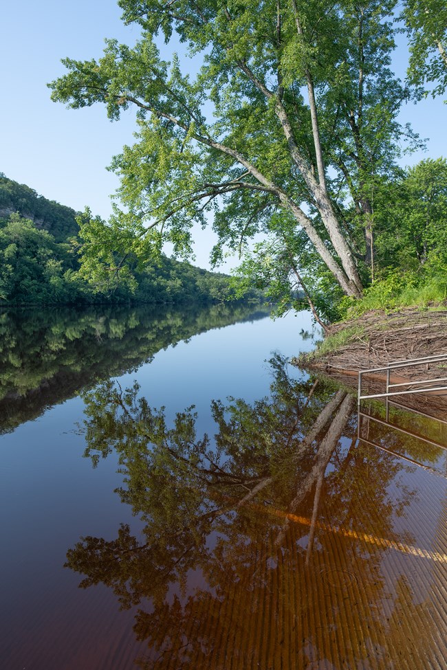 A silve maple hangs in a half circle over a calm river. Its reflection completes a circle. a boat ramp fades into the water below.