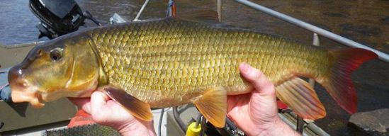 The bright colors of a redhorse sucker are seen held in the hands of a fisherman. NPS Photo. The bright colors of a redhorse sucker are seen held in the hands of a fisherman. NPS Photo.
