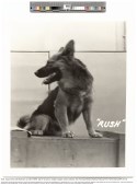 Black and white photo of seated dog looking to his right