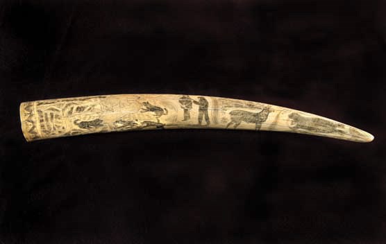 A scrimshawed walrus tusk depicting images from the Arctic Whale fishery between 1893 and 1914.