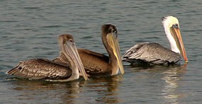 Three brown pelicans floating on the water.