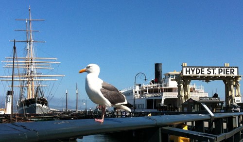 A western gull sitting on a railing along Hyde Street Pier.