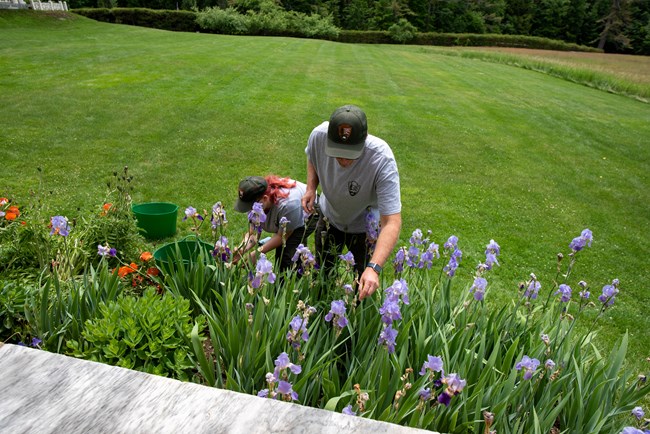 two rangers weed flower bed