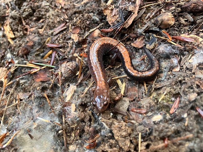 salamander on forest floor