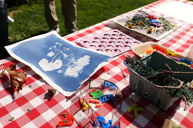sun print of leaves