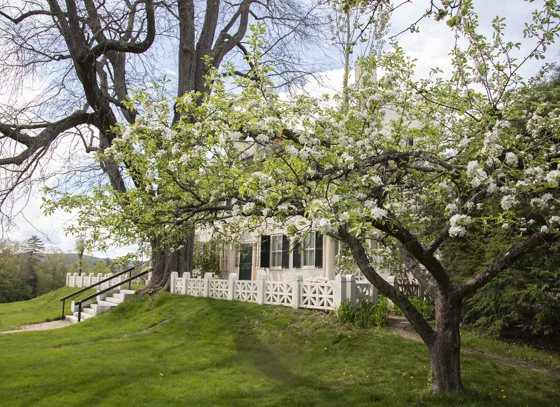 Blossoming apple tree