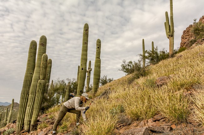 A couple of volunteers use hand tools to remove invasive species of plants on a rising hillslope (rising to the right). A series of tall Saguaros line the hill around the volunteers.