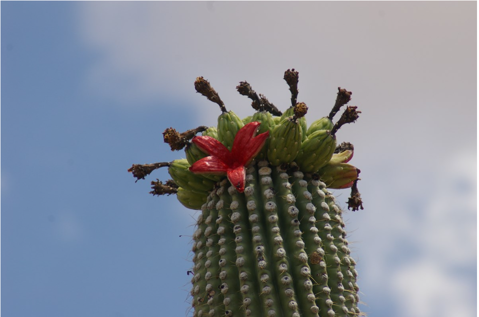 Saguaro fruit opens in July showing bright red flesh