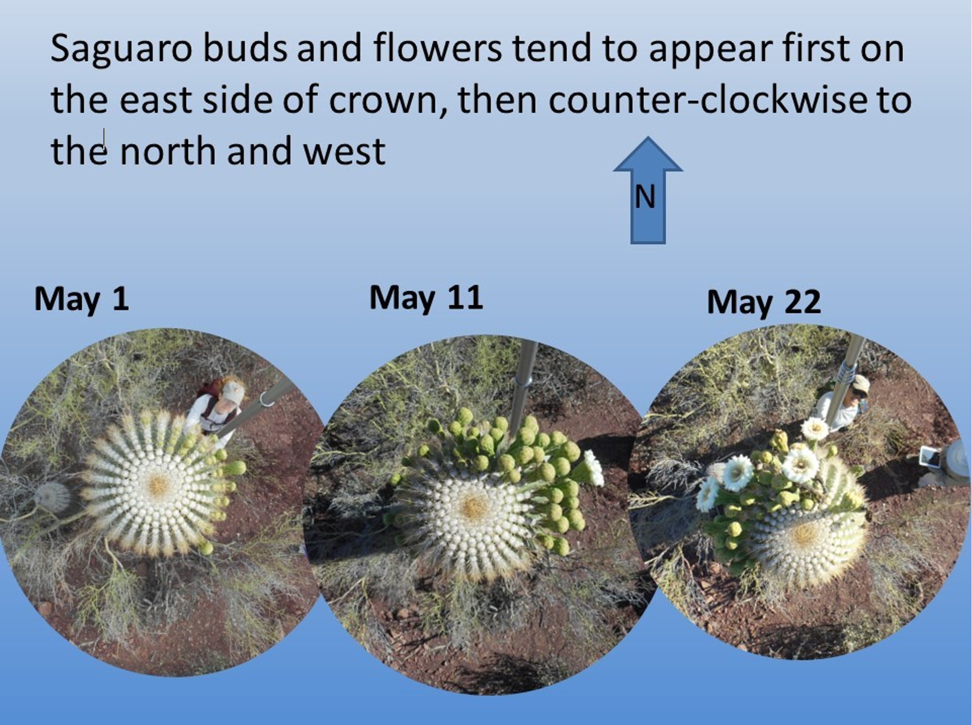 three circular images, each showing different amounts of flowers on the top of a Saguaro cactus, blooming from east to west.