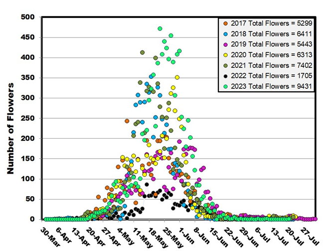 a graph that shows different colored dots for seven years of data, with each dot representing how many flowers bloomed on each day from early April through late July. Each year starts slowly in early April with low numbers on the left side of the graph.