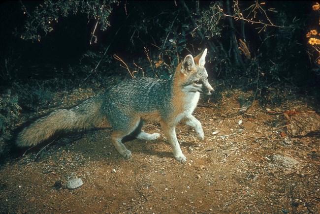 Common Gray Fox