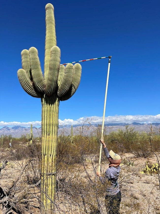 a park volunteer raises a measuring stick up to the arms of a multiple-armed saguaro