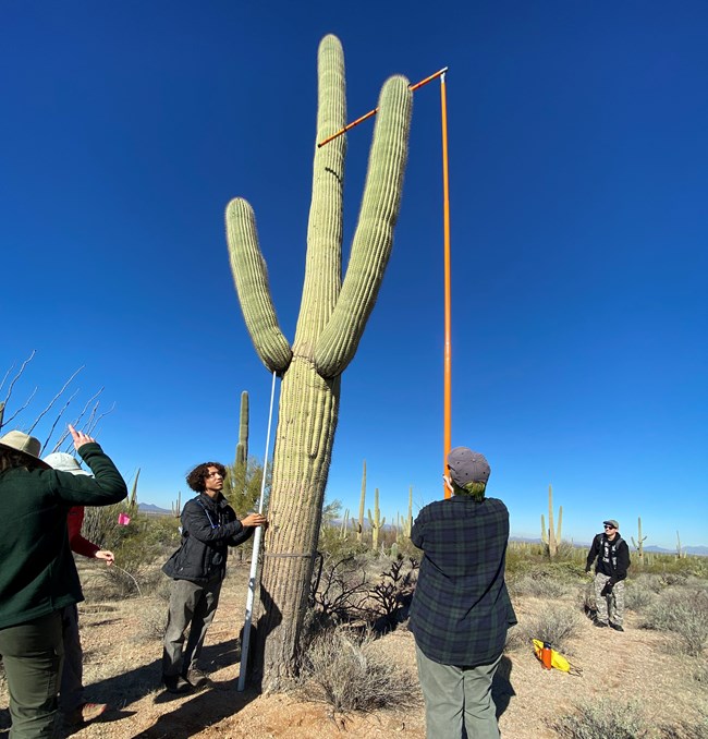 high school students hold measuring poles up to a towering saguaro