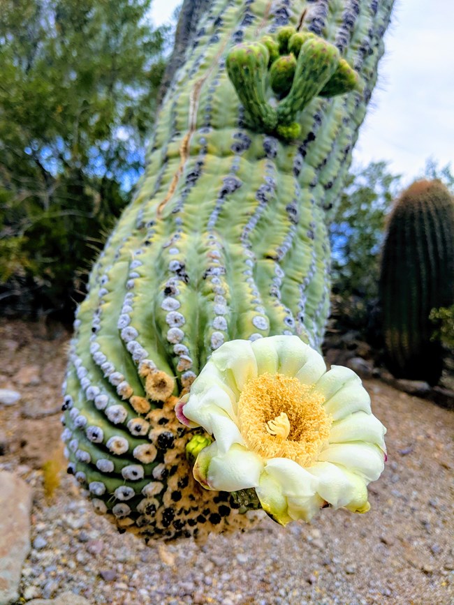 close-up of saguaro flower