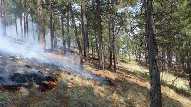 Fire slowly backs downslope n the fire-adapted Ponderosa Pine forest