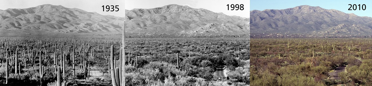 3 images si8de by side. Each of the same view of a cactus forest, and mountains in the background. Each show less and less Saguaros.