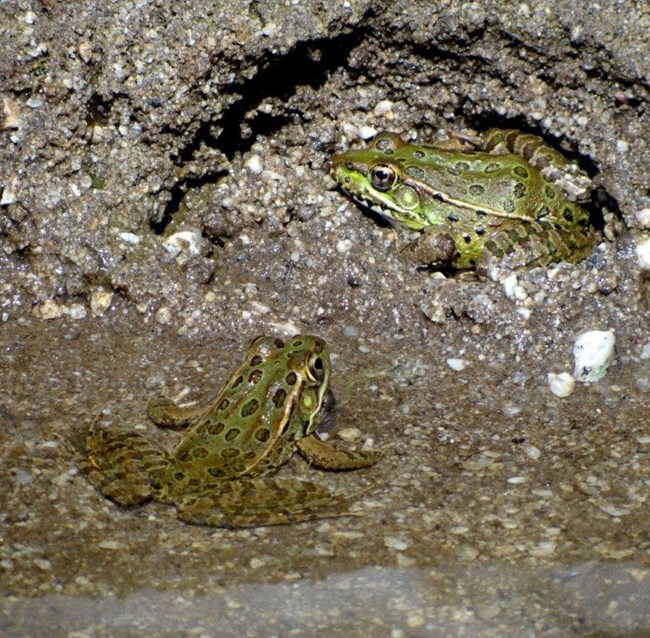 Green spotted frog sits at water's edge with another partially submerged