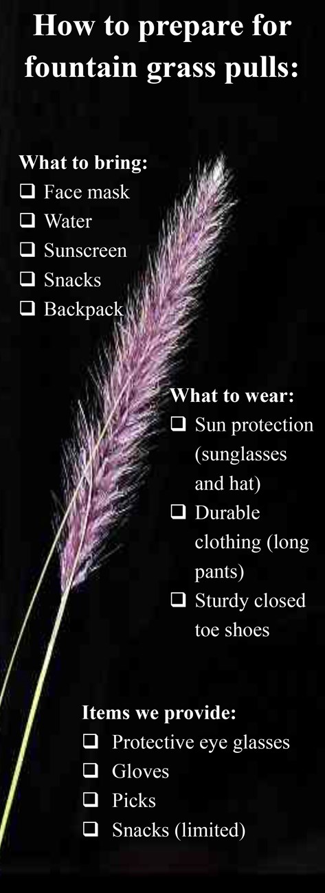 Vertical image with checklist for a fountain grass pull. 3 lists. The first has face mask, water, sunscreen, snacks, backpack. 2nd has sun protection, durable clothing, and sturdy shoes. 3rd has protective eye wear, gloves, picks, and snacks.