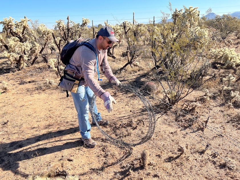 A volunteer removing old barbed wire fence near a patch of cholla cactus. They are using gloved hands to wrap wire strands into a roll.