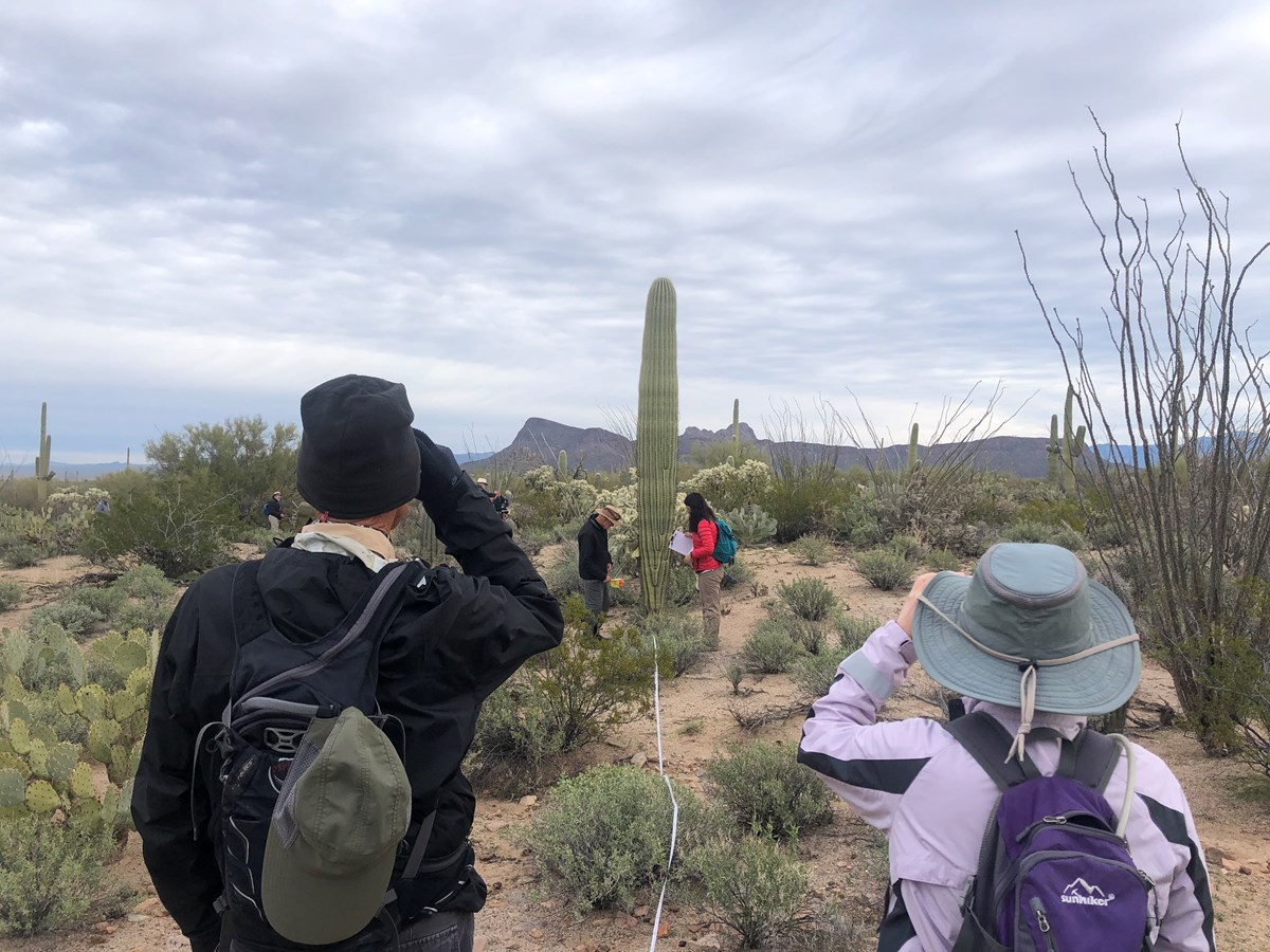 Tucson Mountain Hiking Group Plot 44 Saguaro National Park (U.S