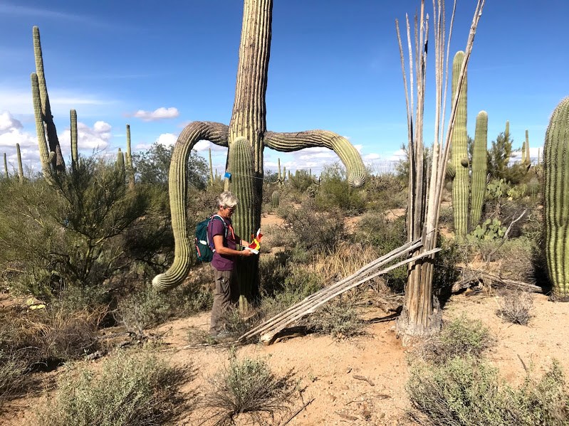 Tucson Mountain Hiking Group Saguaro National Park (U.S. National